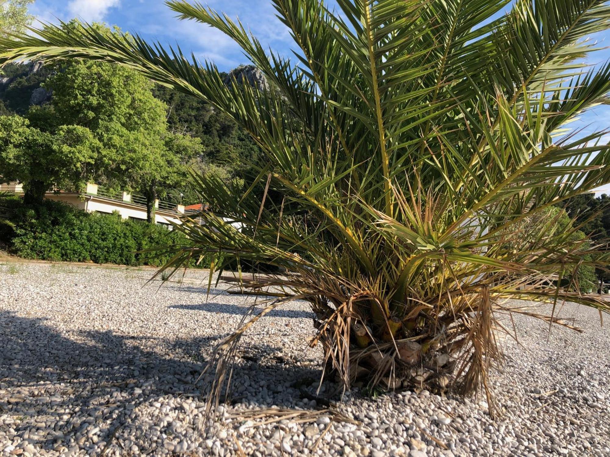 Villa Sabine Apartment Losinj Medveja Luaran gambar